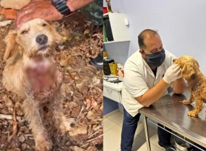 “Maldade humana surpreende”, diz voluntária de ONG que encontrou cadela com tiros no pescoço no inte