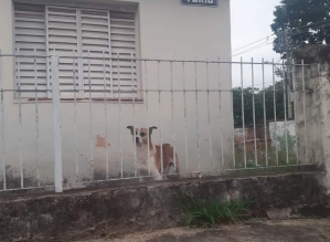 Participante de grupo de ajuda a animais faz desabafo por cão abandonado em casa em Avaré