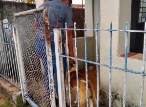 Polícia Civil resgata cão deixado sozinho em residência em Avaré