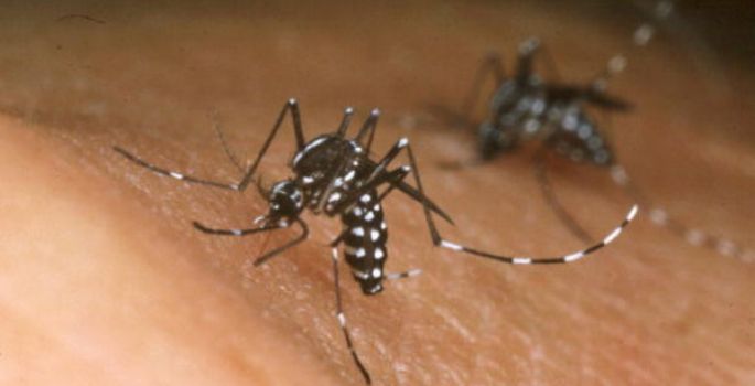 Alerta à população sobre os riscos de picada do “Mosquito da Dengue”