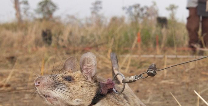 Morre Magawa, rata farejadora de minas terrestres premiada por bravura animal