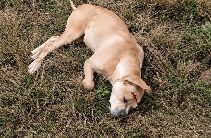 MORTE DE CACHORRA COM TIRO GERA COMOÇÃO EM AVARÉ; AUTOR É PRESO EM FLAGRANTE