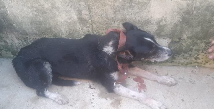 Avaré: Dois cachorros em situação de abandono são resgatados pela Polícia Civil