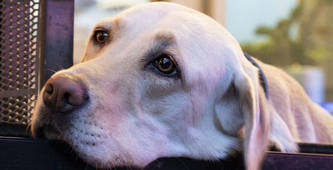 Os cães podem prever como está o seu estado de espírito, diz a ciência