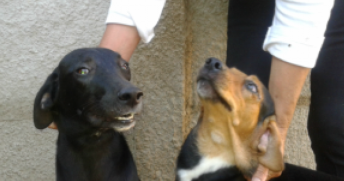 ONG Amor de Quatro Patas de Avaré está precisando de ajuda