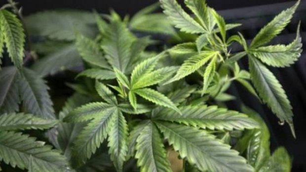 Conselho médico quer descriminalizar maconha