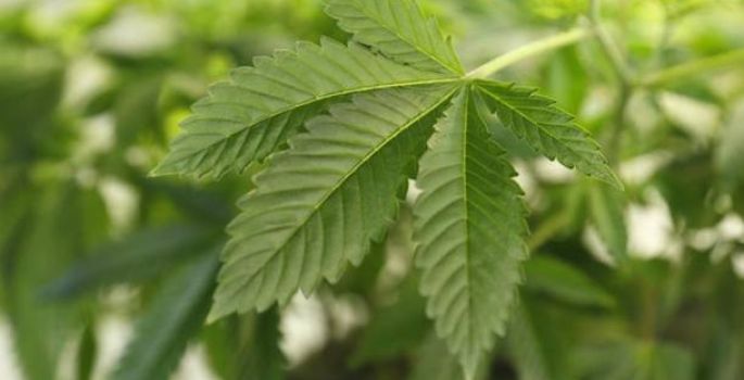 Importação de semente de maconha é tráfico, decide STJ