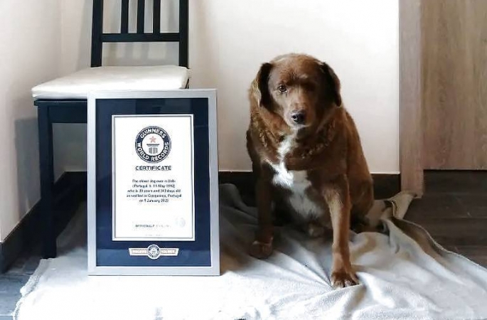 Bobi, 30, quebra recorde e leva título de cachorro mais velho de todos os tempos