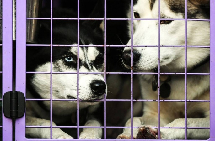 Entenda proibição de venda de cachorros e gatos em pet shops no estado de SP