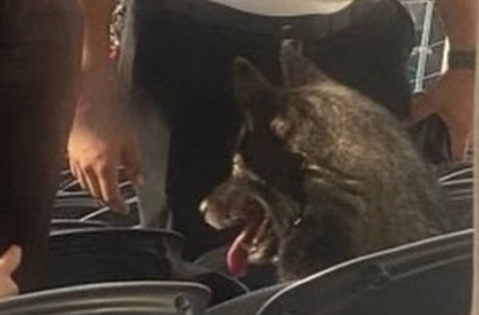 Cachorra escapa, invade estádio e assiste a show do Metallica nos EUA