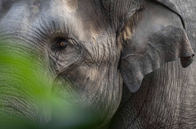 Elefantes-asiáticos enterram filhotes mortos e choram, segundo estudo