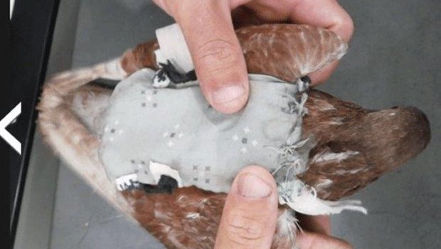 Pombo com celular preso às costas é capturado em prisão na Grande SP