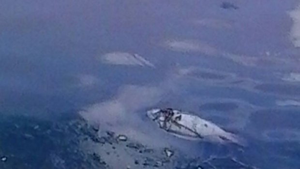 Vazamento de esgoto está matando peixes no lago do Horto de Avaré