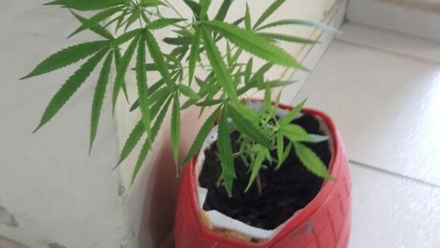 PM apreende vaso onde se cultivava maconha