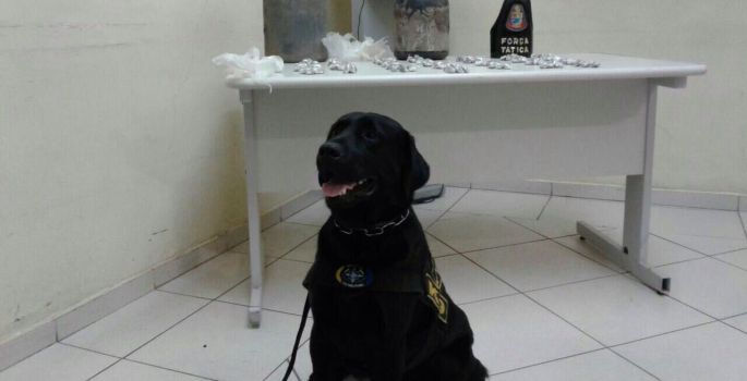 FT de Avaré prende traficante com ajuda de cão-policial