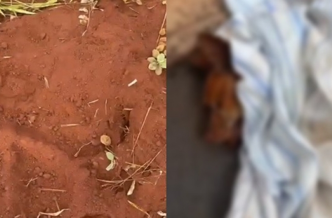 Cão morre após ser enterrado vivo no interior de SP