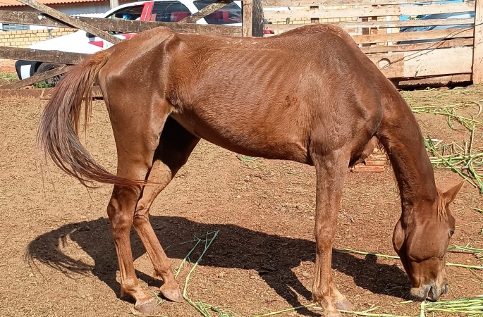 Polícia Civil de Arandu apura caso de maus-tratos a cavalos em unidade rural