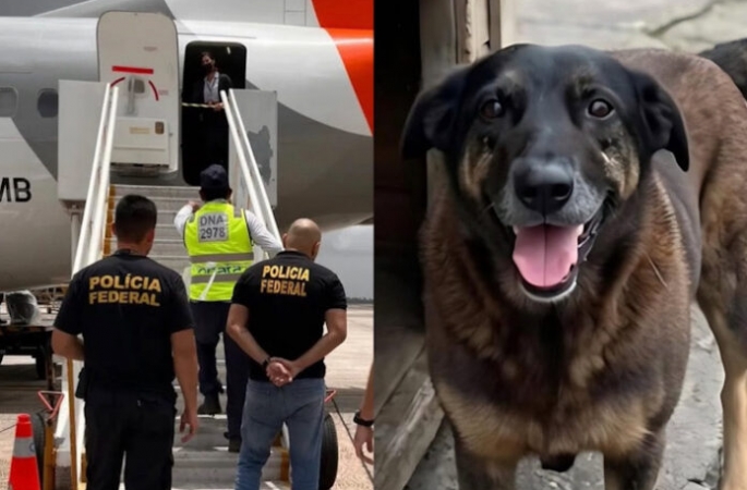Morte do cão Orelha: adolescentes suspeitos retornam dos EUA e têm celulares e roupas apreendidos no aeroporto
