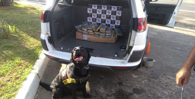 Cão policial localiza drogas em Ônibus na SP-280