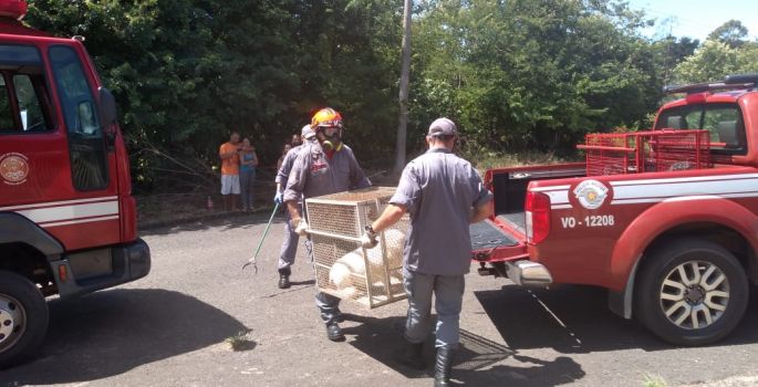 Corpo de Bombeiros resgata animais vítimas de maus-tratos
