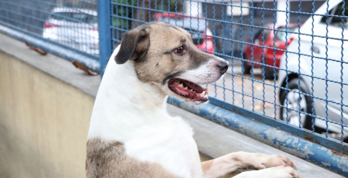 Cães e gatos podem ter vírus da covid-19, mas não transmitem a doença