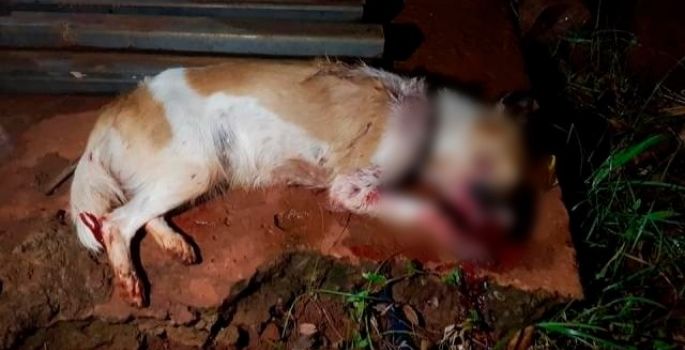 Cãozinha é morta a pauladas enquanto procurava comida em lixo de moradora