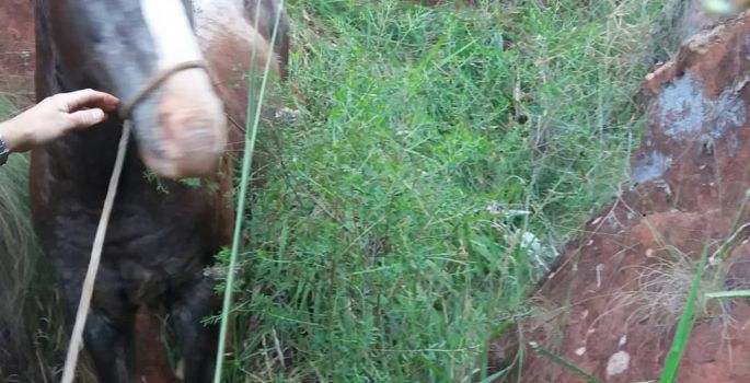 Avaré: Bombeiros resgatam cavalo que estava amarrado em buraco