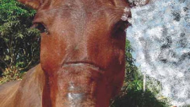 A Câmara e Clarivaldo