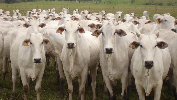 Avaré recebe “Caravana da Produtividade” no dia 30 de setembro para encontro com pecuaristas