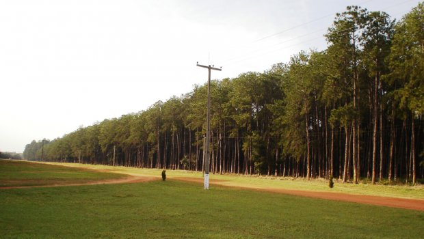 Membros de movimento Sem-Terra invadem fazenda em Águas de Santa Bárbara