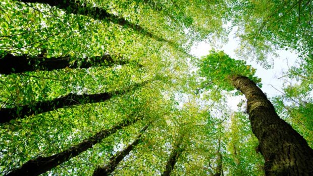 A lei esquecida e o dano ambiental