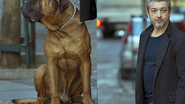 Um filme apaixonante entre o amor do homem com seu cão