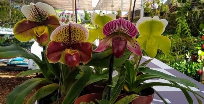 Avareenses podem até amanhã conhecer exposição de Orquídeas na APAE