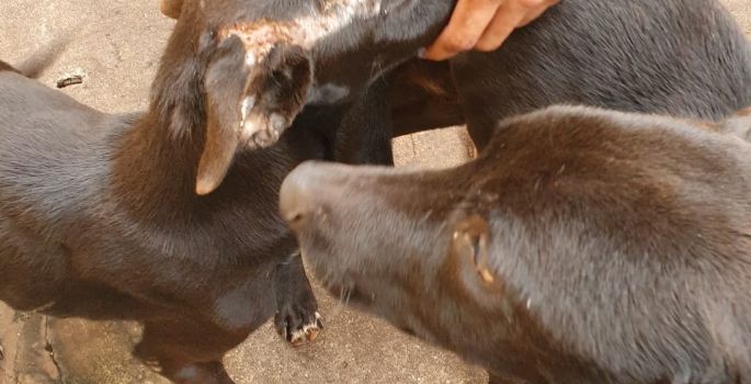 Arandu: Polícia Civil prende homem em flagrante por maus-tratos aos animais