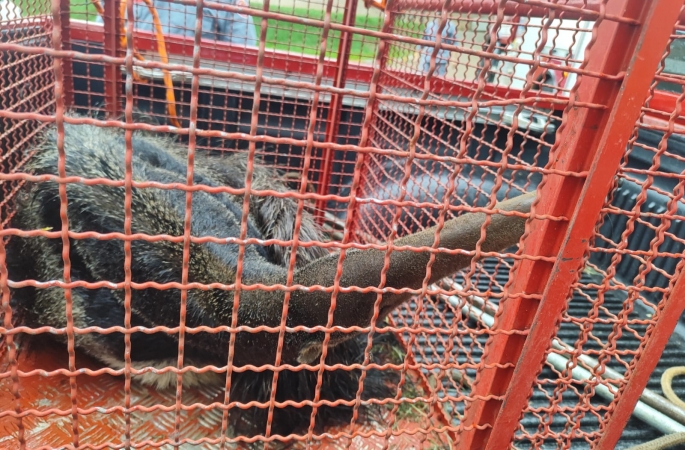 Tamanduá-bandeira surpreende moradora no Ipiranga e é resgatado com apoio da Prefeitura de Avaré