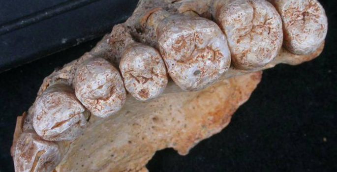 Descoberto em Israel o mais antigo fóssil humano fora da África