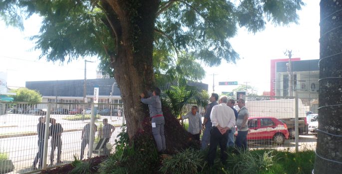 “Árvore Delegada” será cortada, informa prefeitura