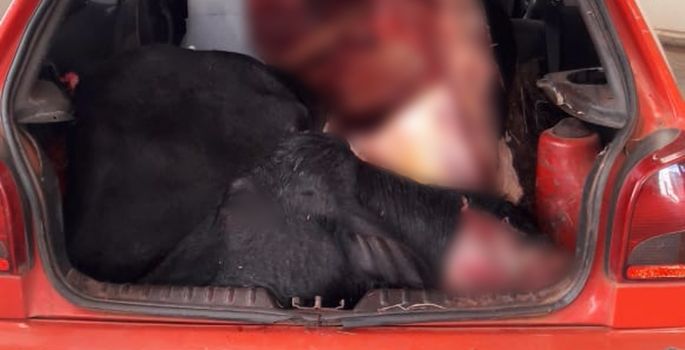 Avaré: Trio abandona carro com boi em pedaços no porta-malas e foge a pé da polícia