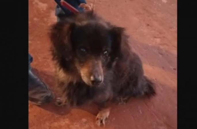 Cão não abandona tutor que faleceu e é encontrado ao lado do corpo do idoso