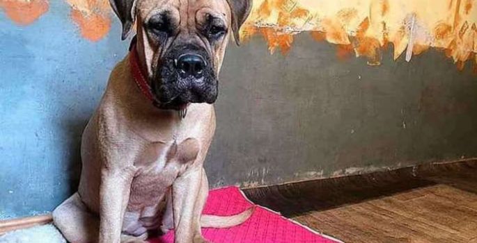 Cãozinha  percorre 200 Km à procura dos donos que a abandonaram