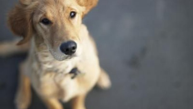 Prefeitura oferece castração gratuita de cães e gatos