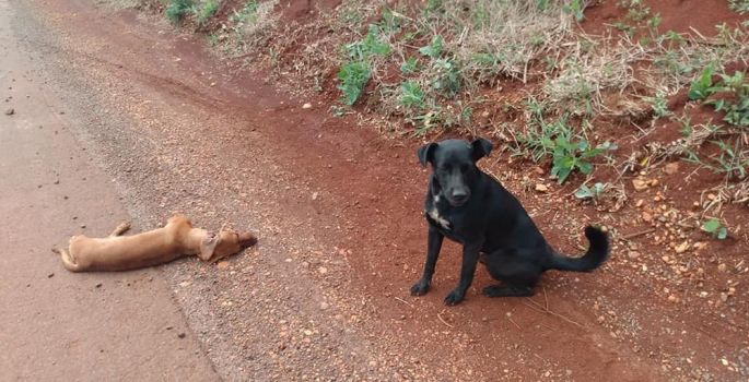 Cão faz “vigília” ao lado de cachorro morto em estrada e chama atenção de motoristas
