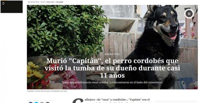 Morre cão que zelou por túmulo do seu dono durante 10 anos na Argentina