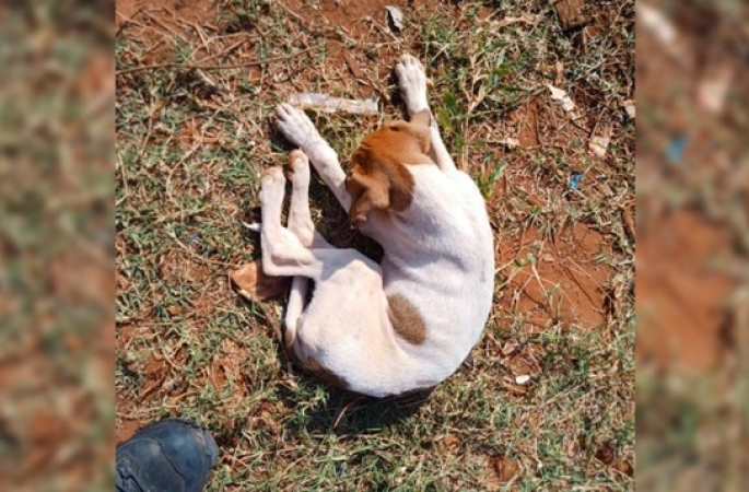 Homem é preso em flagrante por manter cinco cães em situação de maus-tratos no interior de SP