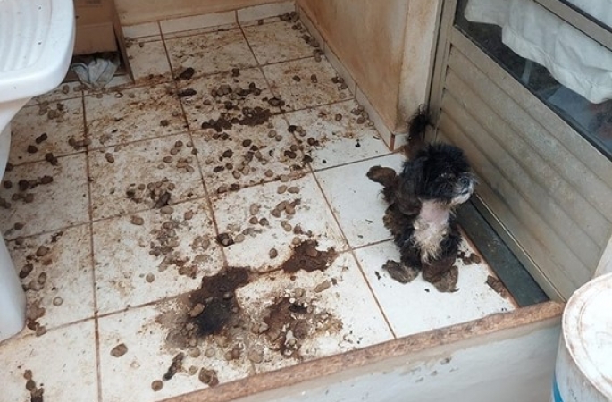 Cachorra é resgatada em condições de maus-tratos em Taquarituba (SP)