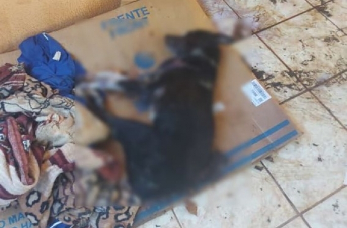 Homem mata cachorro a pauladas porque “não andava nem se alimentava”