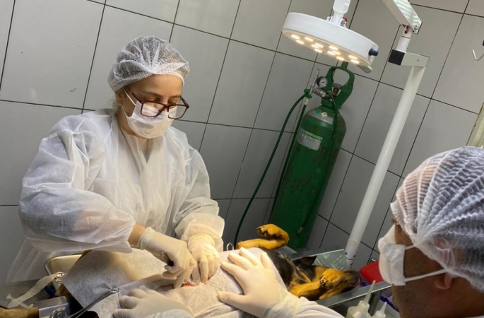 Com 2.390 castrações e 3.620 consultas em 2025, Clínica Veterinária reforça o cuidado com os animais em Avaré