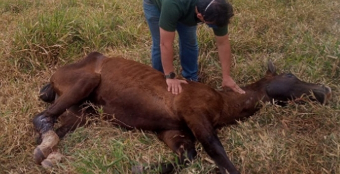 Polícia investiga maus-tratos a cavalo encontrado abandonado em Piraju