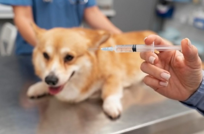Costa Azul tem vacinação contra raiva animal nesta terça-feira, 19