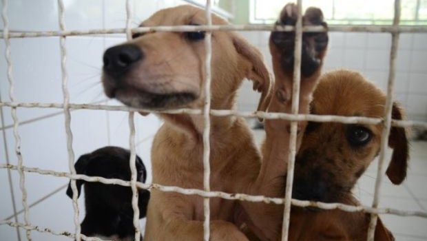 Ajude a Amor de Quatro Patas e concorra a uma sessão de fotos com seu Pet